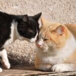 Katze schmust mit Katze (depositphotos.com)