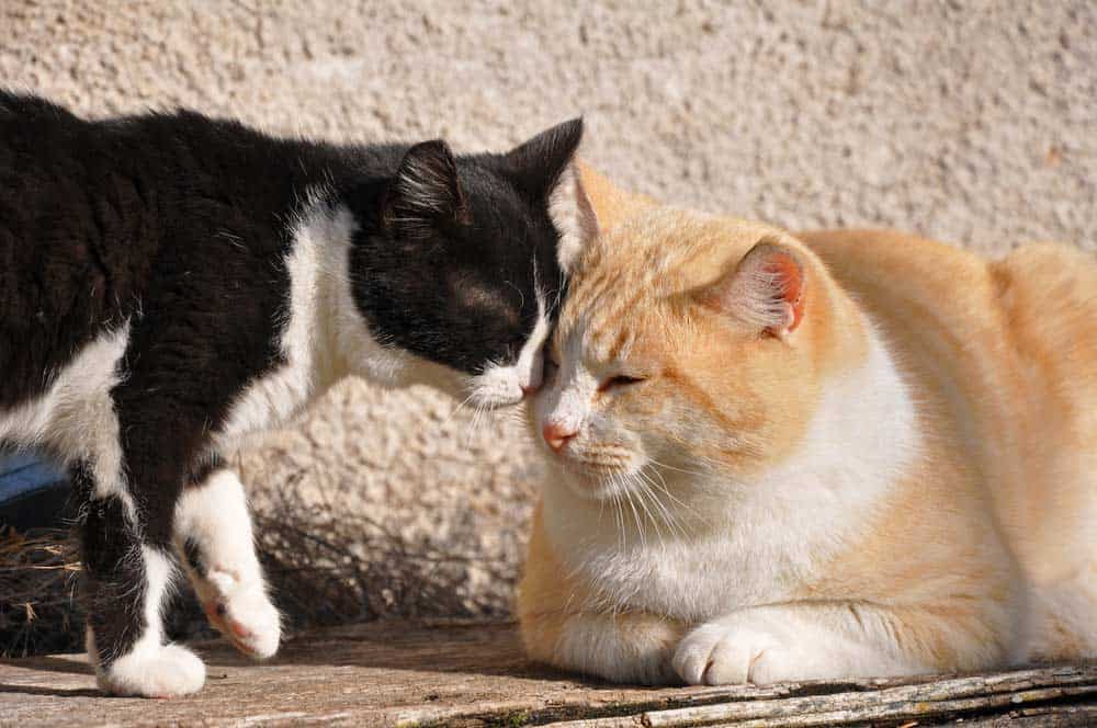 Katze schmust mit Katze (depositphotos.com)