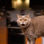 Katze schreit, hier eine Schottische Straigt Cat (depositphotos.com)