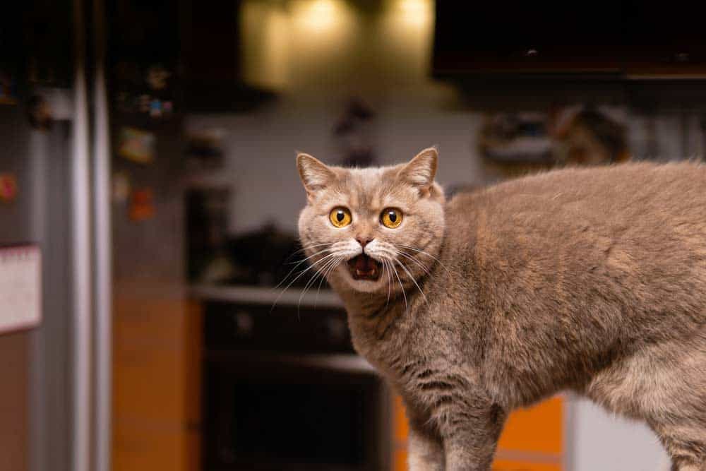 Katze schreit, hier eine Schottische Straigt Cat (depositphotos.com)