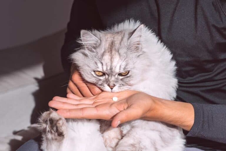 Einer Katze eine Tablette geben (depositphotos.com)