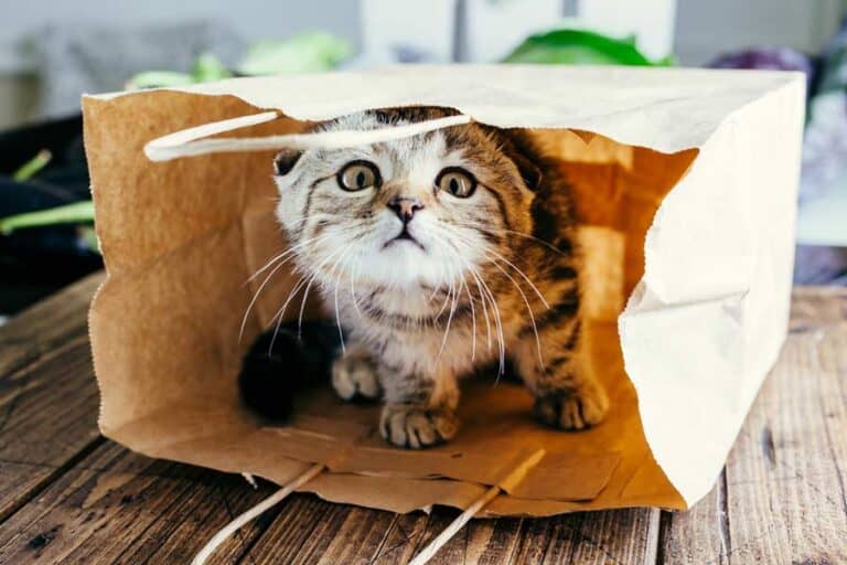 Katze versteckt sich in einer Einkaufstüte (depositphotos.com)