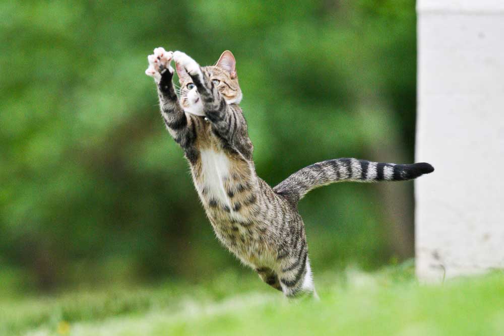 Katze springt nach Insekten (depositphotos.com)