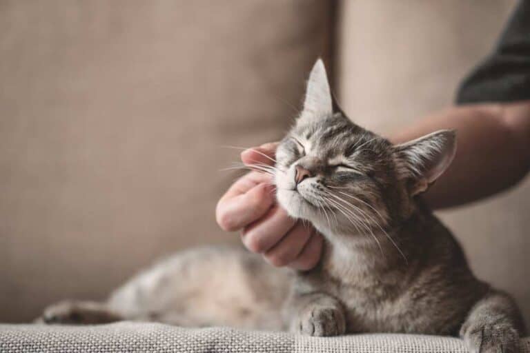 Katze richtig streicheln und kraueln (depositphotos.com)