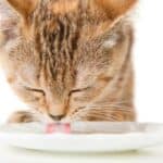 Katze trinkt Katzenmilch (depositphotos.com)