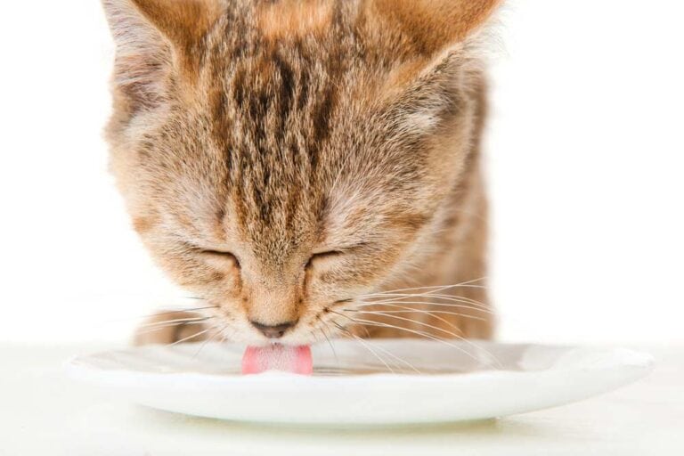 Katze trinkt Katzenmilch (depositphotos.com)