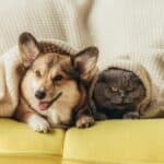 Katze und Hund zusammen (depositphotos.com)