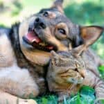 Katze und Hund im Freien (depositphotos.com)