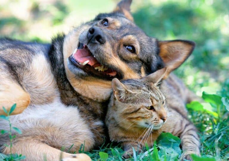 Katze und Hund im Freien (depositphotos.com)