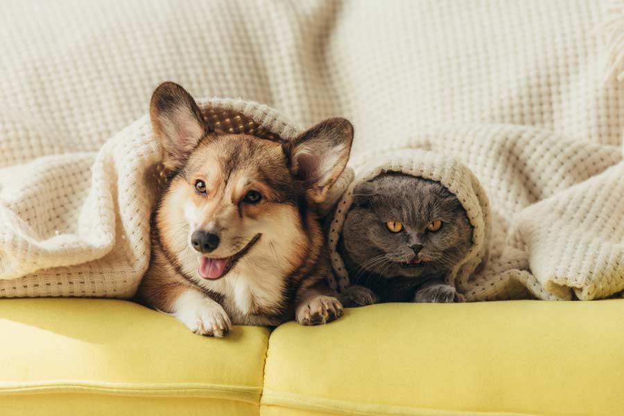 Katze und Hund zusammen (depositphotos.com)