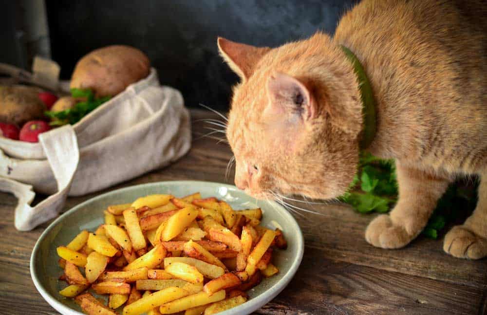 Dürfen Katzen Pommes essen? (depositphotos.com)