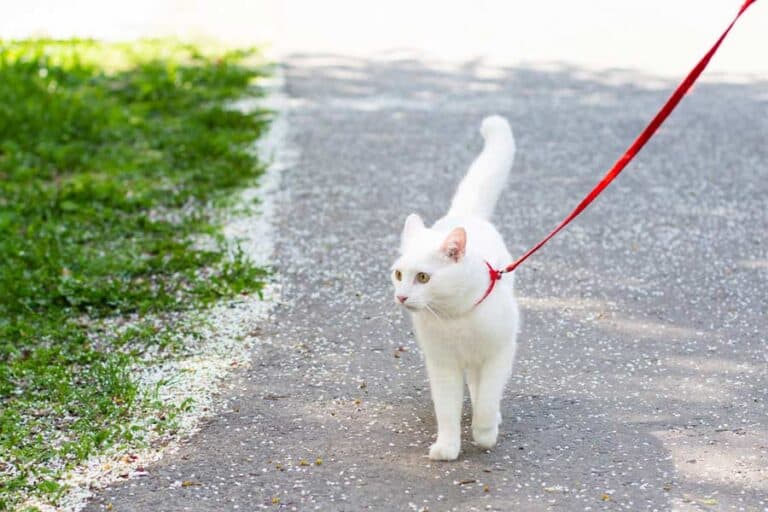 Weiße Katze geht an der Leine (depositphotos.com)