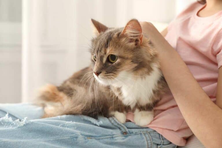Katze braucht Liebe, hier wird sie gekrauelt (depositphotos.com)
