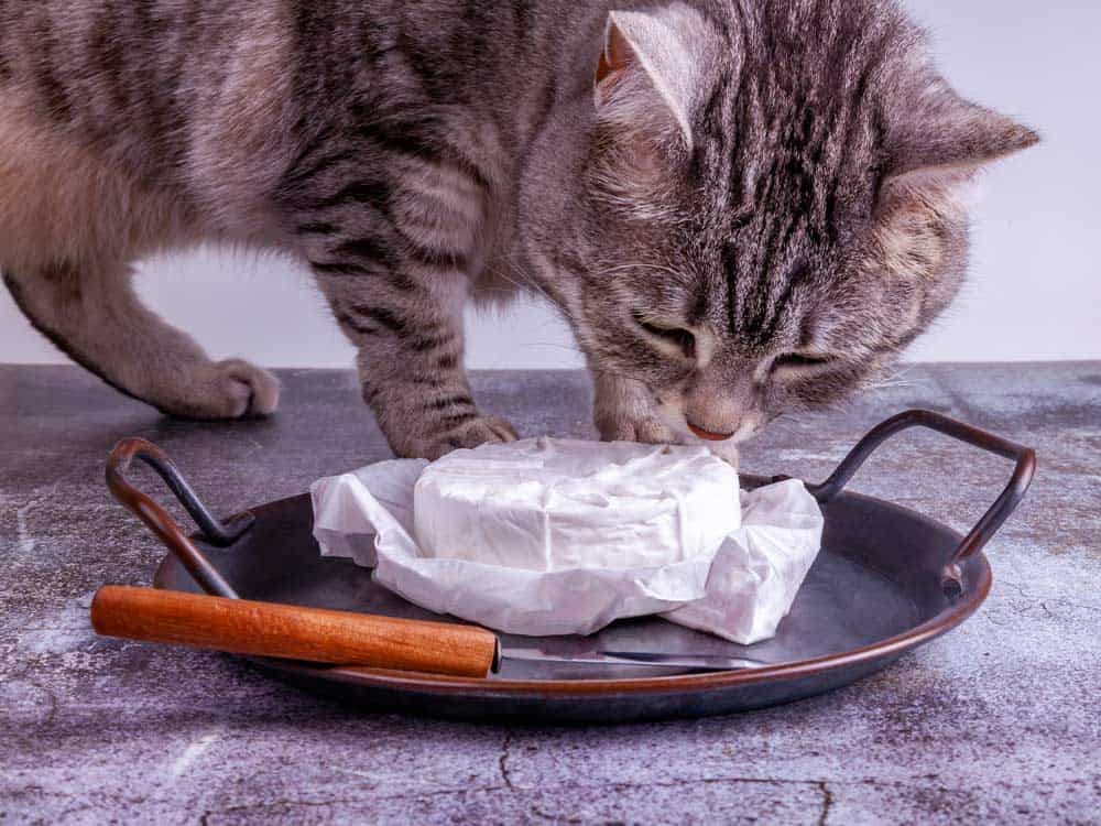 Dürfen Katzen Camembert fressen (depositphotos.com)