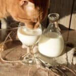 Dürfen Katzen Milch für Menschen Trinken (depositphotos.com)
