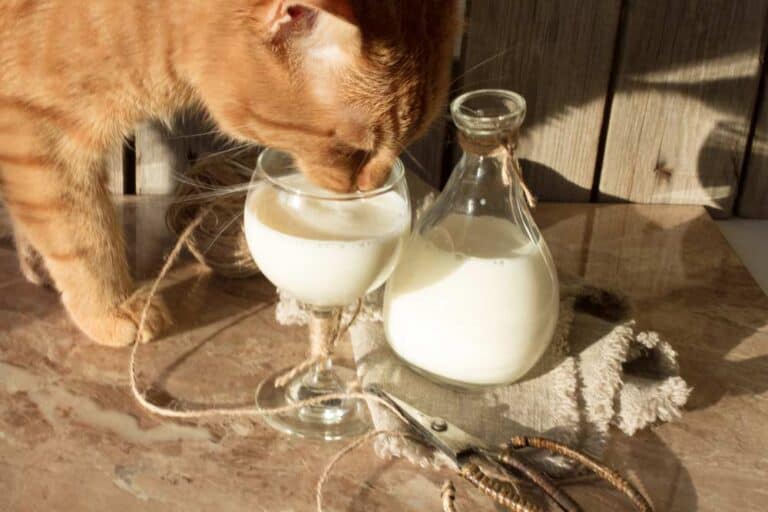 Dürfen Katzen Milch für Menschen Trinken (depositphotos.com)