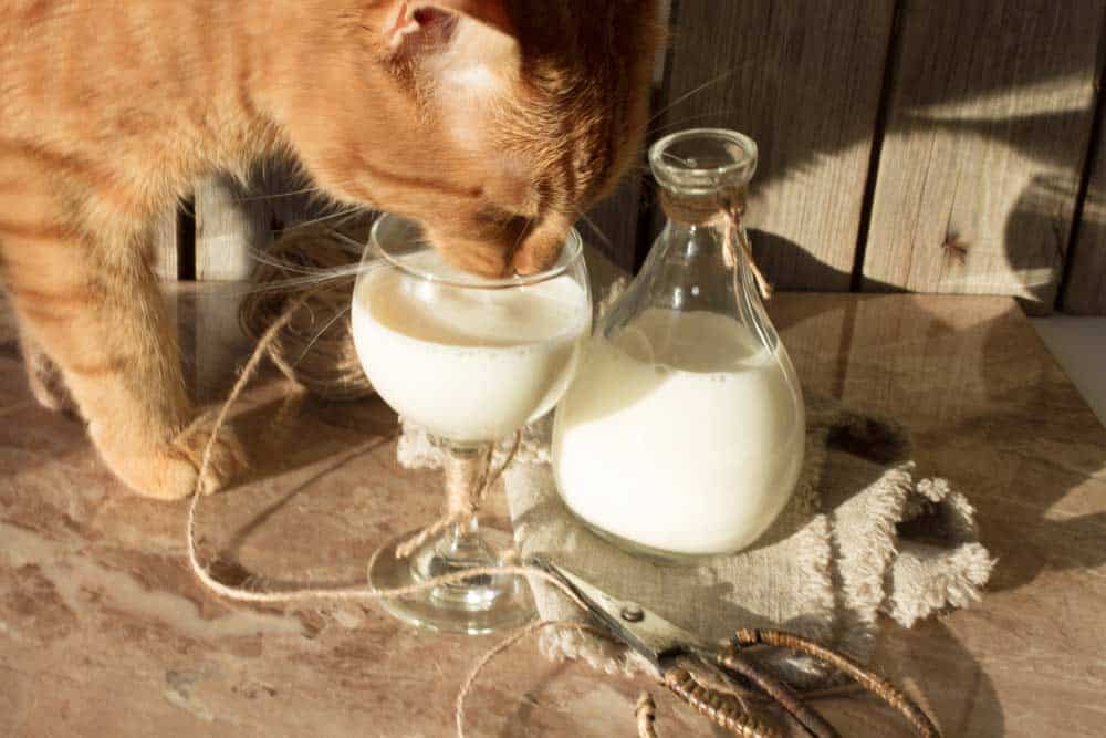 Dürfen Katzen Milch für Menschen Trinken (depositphotos.com)