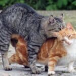 Katzen Paarung - rollige Katzen (depositphotos.com)