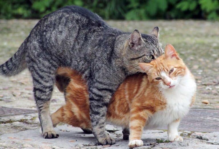 Katzen Paarung - rollige Katzen (depositphotos.com)