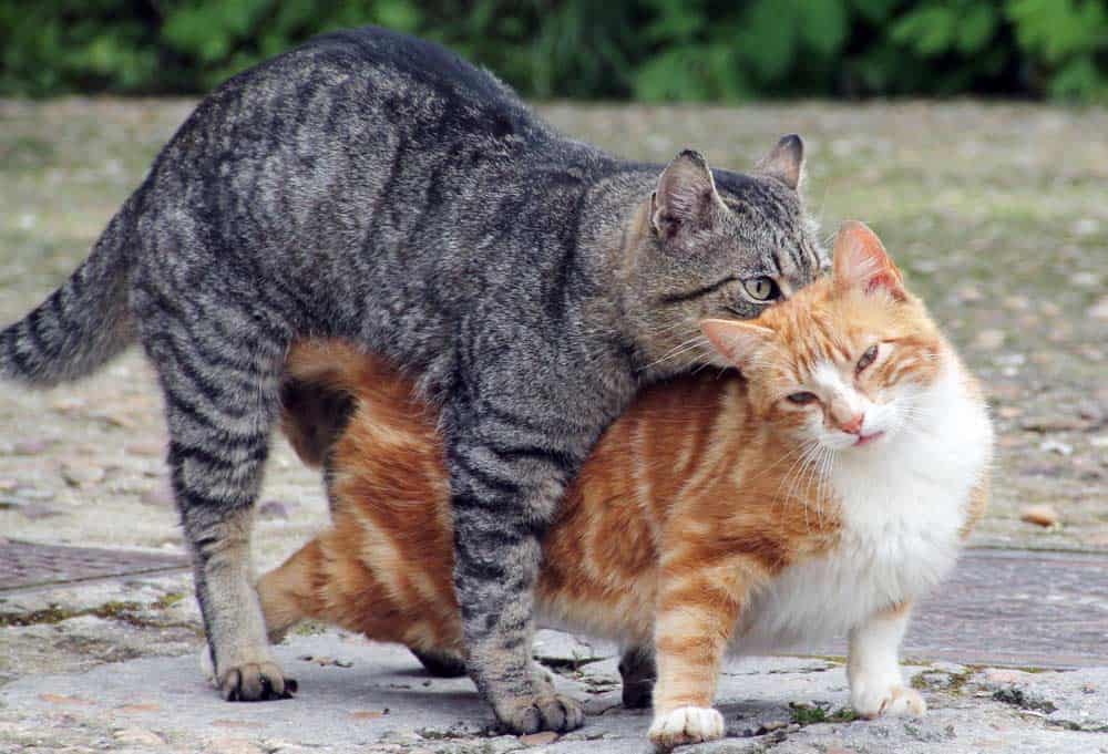 Katzen Paarung - rollige Katzen (depositphotos.com)