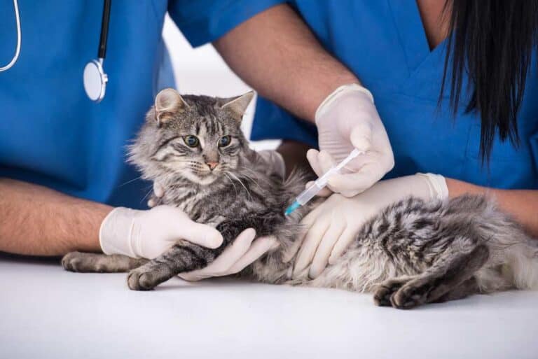 Katze impfen (depositphotos.com)
