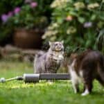 Katzen am Wassersprenger (depositphotos.com)