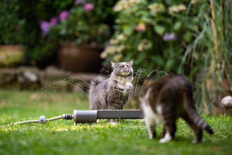 Katzen am Wassersprenger (depositphotos.com)