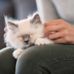 Katzen-schnurren (depositphotos.com)