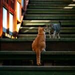 Katzen treffen aufeinander in der Nacht und miauen (depositphotos.com