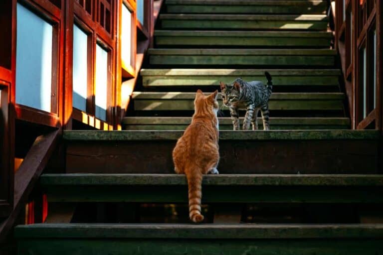 Katzen treffen aufeinander in der Nacht und miauen (depositphotos.com