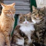 Viele Katzen (depositphotos.com)
