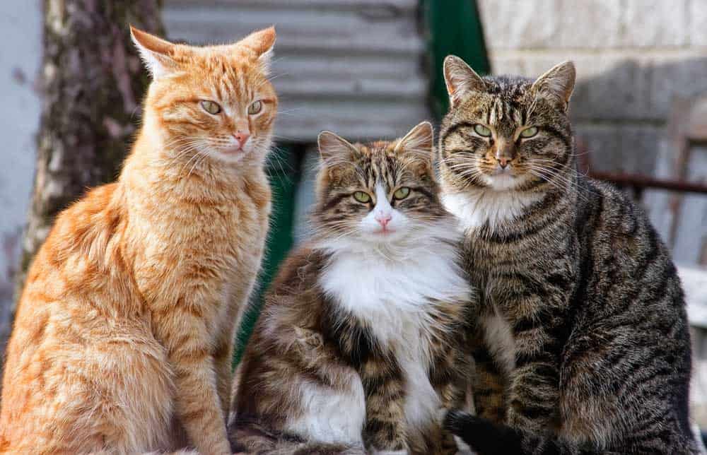 Viele Katzen (depositphotos.com)