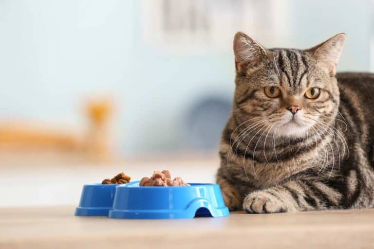 Katzenfutter-Nassfutter (depositphotos.com)