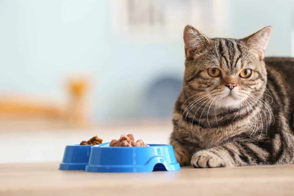 Katzenfutter-Nassfutter (depositphotos.com)