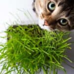 Weshalb frisst die Katze Katzengras (depositphotos.com)