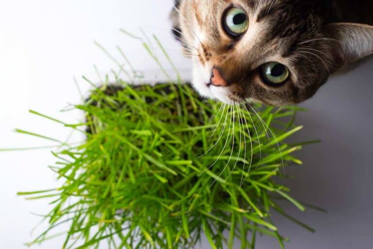 Weshalb frisst die Katze Katzengras (depositphotos.com)