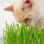 Katze frisst Katzengras (depositphotos.com)