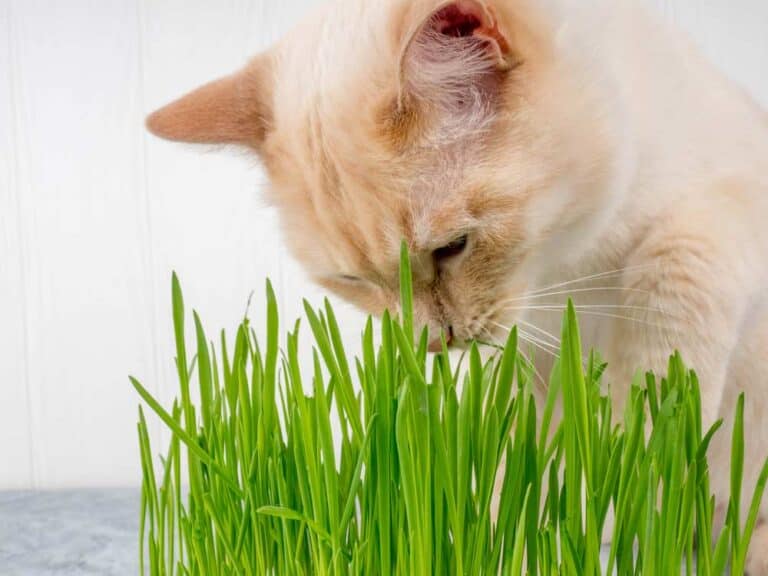 Katze frisst Katzengras (depositphotos.com)