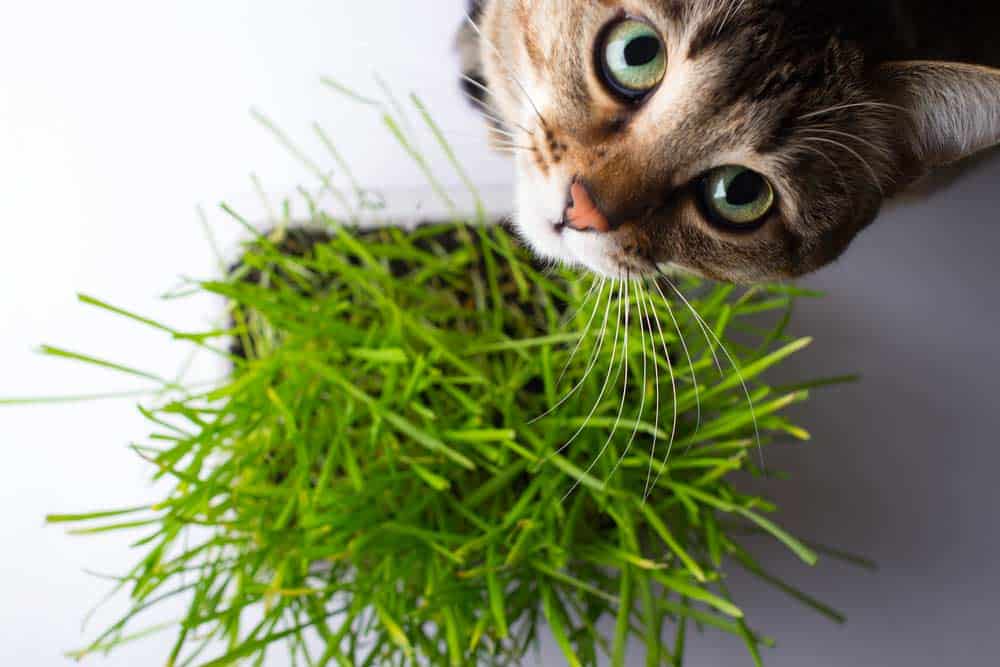 Weshalb frisst die Katze Katzengras (depositphotos.com)