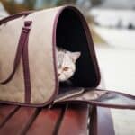 Katze auf Reise in einer Katzentasche (depositphotos.com)