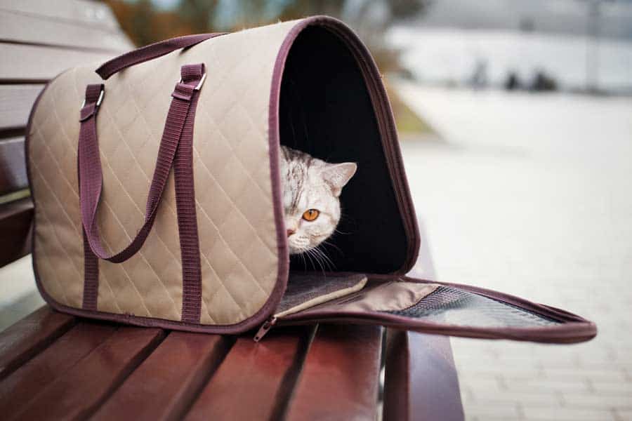 Katze auf Reise in einer Katzentasche (depositphotos.com)