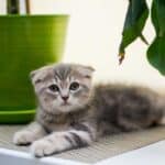 Kleine Faltohrkatze (depositphotos.com)
