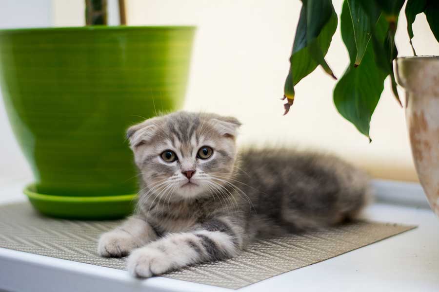 Kleine Faltohrkatze (depositphotos.com)