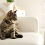 Kleine Katze in der Wohnung auf der Couch (depositphotos.com)