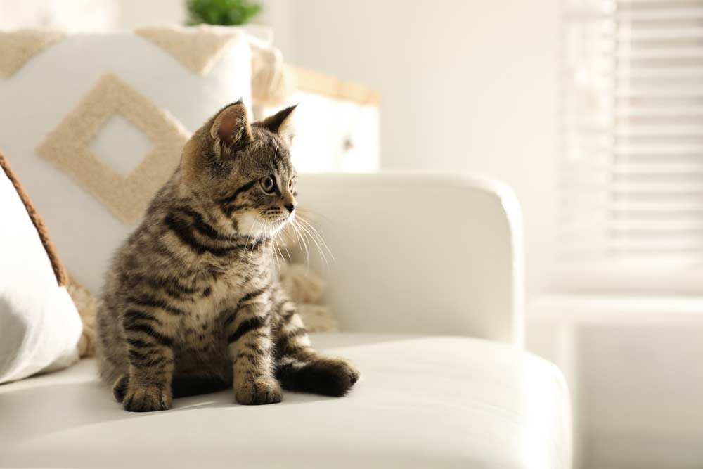 Kleine Katze in der Wohnung auf der Couch (depositphotos.com)