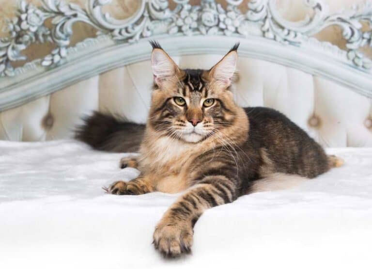 Maine-Coon-Katze (depositphotos.com)