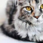 Maine-Coon-Katze (depositphotos.com)