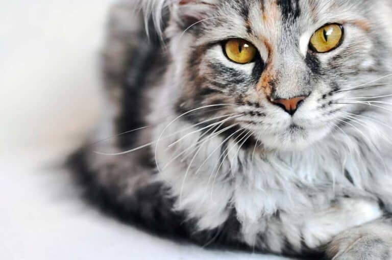 Maine-Coon-Katze (depositphotos.com)