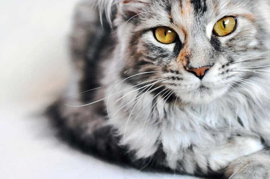 Maine-Coon-Katze (depositphotos.com)