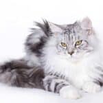 Schöne Maine-Coon-Katze (depositphotos.com)